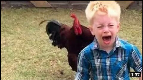 Funny Chickens And Roosters Chasing Kids And Adult