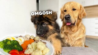 Dog Reviews Food With Small Brother | Puppy Taste Test 1