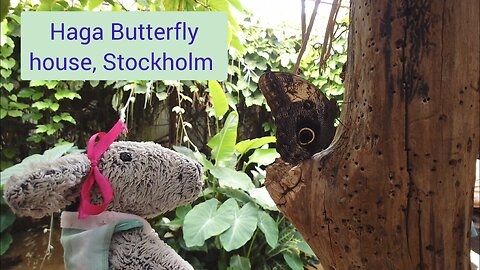 Haga Butterfly house, Stockholm
