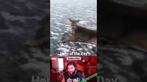 Man saves deer stranded on lake