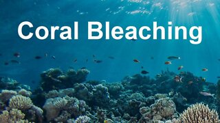 Coral Bleaching