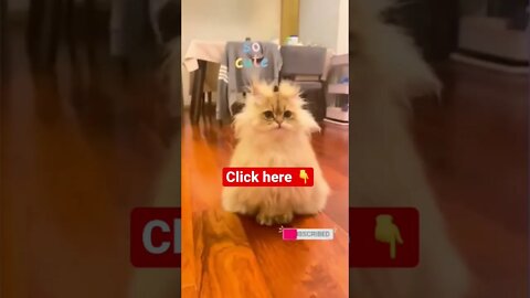 cute cat videos 😹funny videos 😂1249 😻#shorts