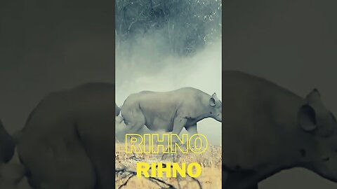 Black Rhinos and White Rhinos | Epic Battle of Rhinoceros | #rihnos