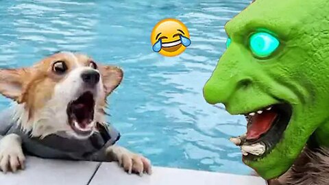 Dog Reactions: Scared And Funny Dog Videos 🐶😹| Pets Island