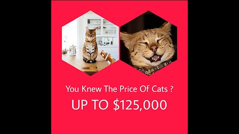 What are the most expensive cats in the world? Which cat is cute?
