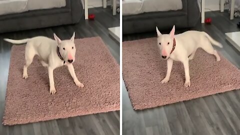 Dog starts day off with zoomies every single morning