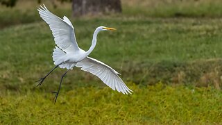 Great Egret Arriving, Sony A1/Sony Alpha1, 4k