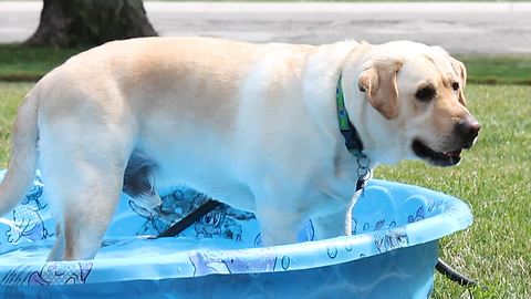 Water-loving Labradors play inside kiddie pool
