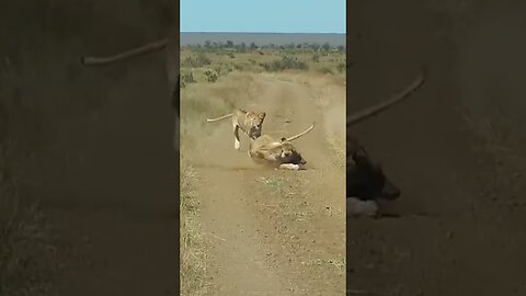 2 wild Lions cheasing wild pig.....