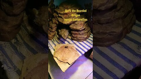 Bearded dragon versus Lantern bug not a firefly(fireflies are deadly to BD)
