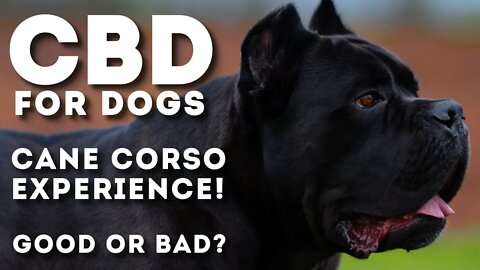 Is CBD for Dogs - My CANE CORSO Experience