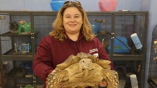 Milwaukee teacher accepted a dozen animal donations to use in her classroom