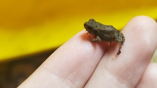 Baby Frog