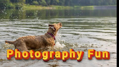 Paws & Pixels: A Playful Journey Through Dog Photography Adventures!