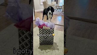 dogs dogvideos doglovers dogclips dog 42