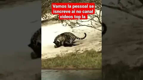 animais selvagens ataque da onça #shorts