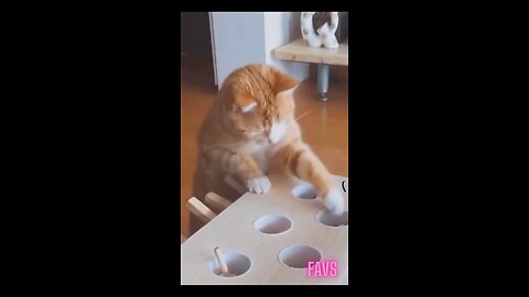 funny cat comedy video