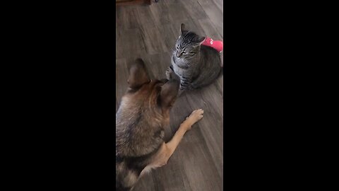 dog and cat cute fight