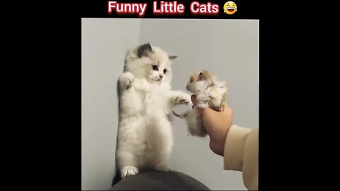 Cute Little Funny Cats