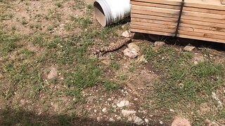 Gila Monster was living under my cabin