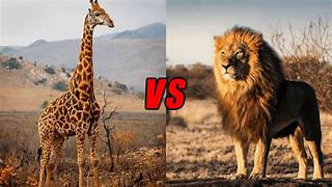 LIONS ATTACK A GIRAFFE - BIG MISTAKE! 🦒🦒 Animal videos..