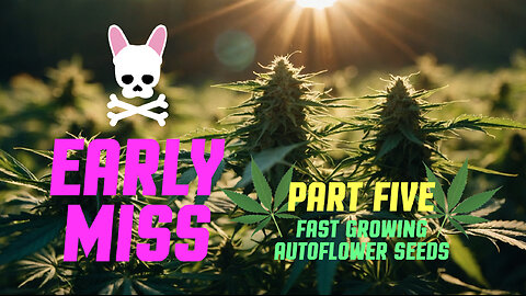 Early Miss Autoflower - Episode Five - Spider Farmer SF2000