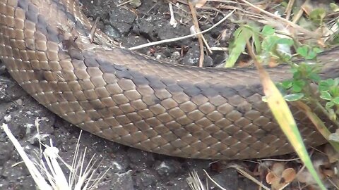 Big Snake in France and Serpents swimming in French Lake next to summer tourist bathers