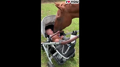Cutest Babies and Horses:React to Each Other for the First Time: Hilarity