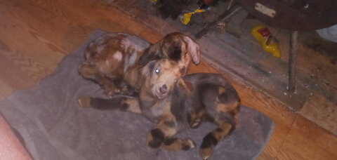 Baby Pack Goats 1st day out on the trail