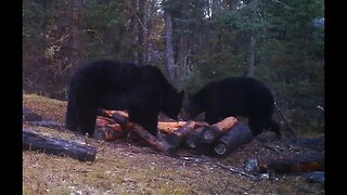 Why bait black bears? Is it necessary and Ethical?