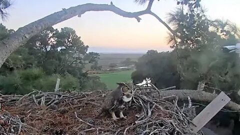 Male Great Horned Owl Calling in His Mate 🦉 1/5/22 17:24