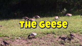 The Canadian Geese! 🦆