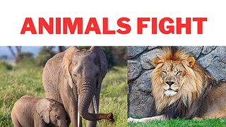 Tiger fights vs lion wild life fight