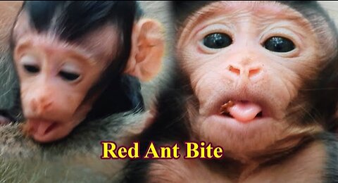 Million Pity Small baby monkey got red ant bite on tongue maybe very hurt