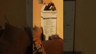 Funny Cat in the Box - Strange behavior of Stray Cat