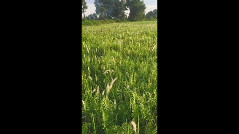 Hoa cỏ tranh trên đồng lúa #canhdepmiennam #canhdep #miennam #cotranh