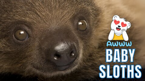 Baby Sloths Cutest Compilation