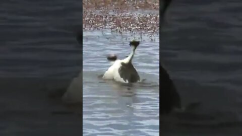 A group of weird dancing ducks #shorts #animals #funny