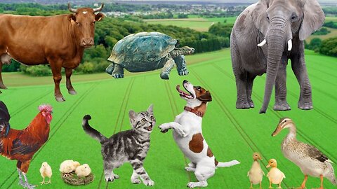 Cute little animals - Dog, cat, chicken, elephant, cow, tortoise - Animal sounds