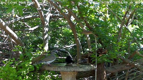 White-winged dove