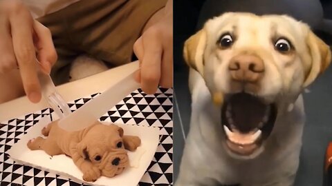 Funny Dog Cake Reaction