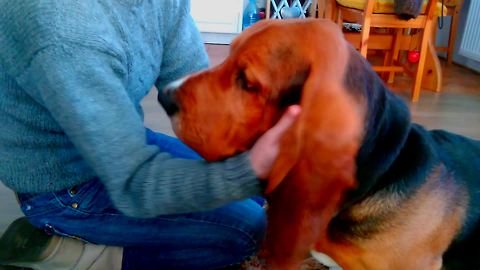 Basset Hound growls in delight for ear cleanse