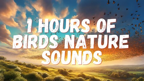 8 Hours of Forest Birdsong Nature Sound Relaxing Bird Sounds Calming Birds Chirping Ambience #study