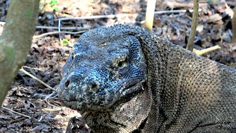 World's largest lizard encountered in the wild on Komodo Island