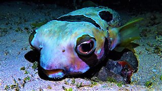 Bizarre porcupine fish's face looks disturbingly human