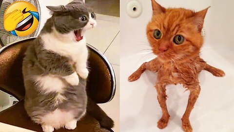 Hilarious Cat and Dog Moments Guaranteed to Make You Laugh