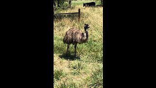 The Rare Kansas Emu
