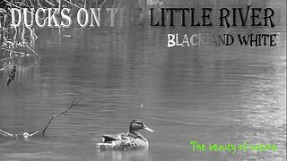 Ducks at the river in black and white / beautiful black and white video / beautiful landscape.