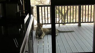 Tourist Films Incredible Close Encounter With Leopard