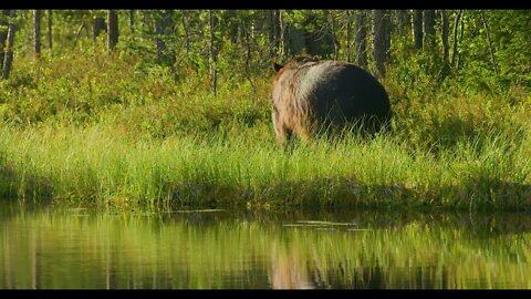 Close-up of large adult brown bear walking free in the forest